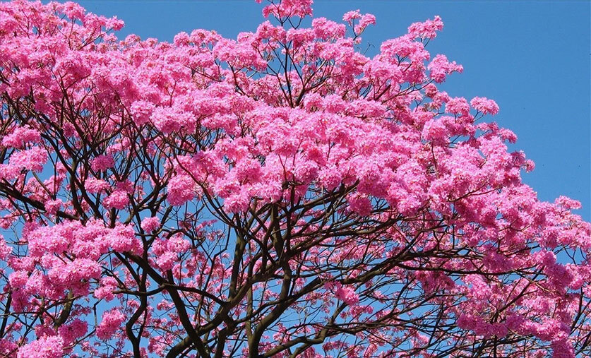 bangalore-springtime-s-pink-city