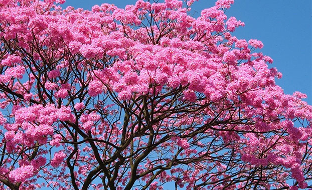 bangalore-springtime-s-pink-city