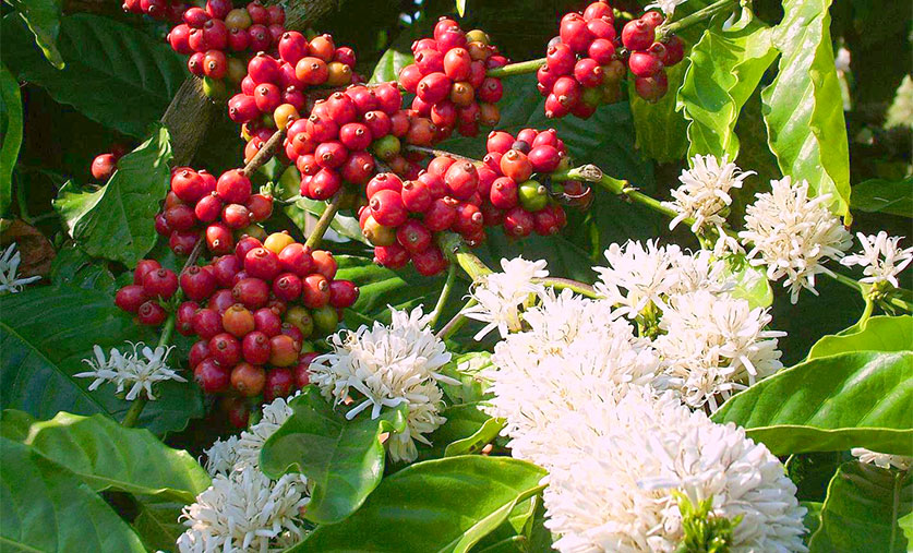 coffee-blossoms-in-coorg