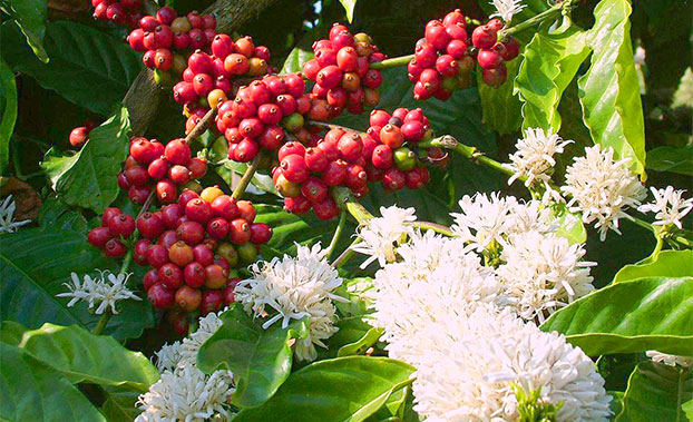 coffee-blossoms-in-coorg