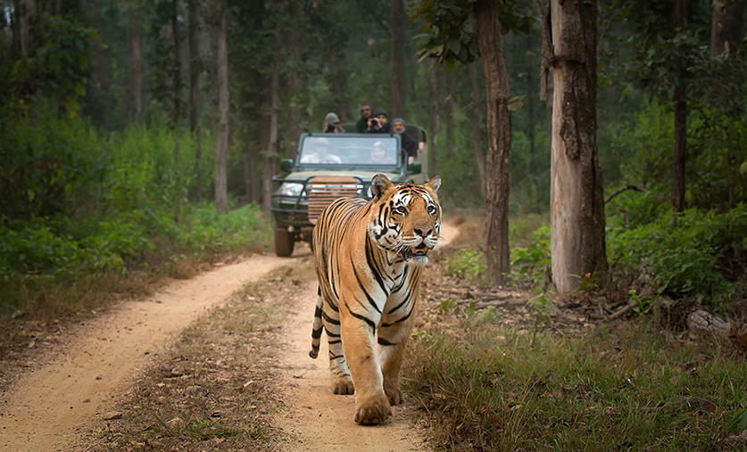 going-wild-in-india