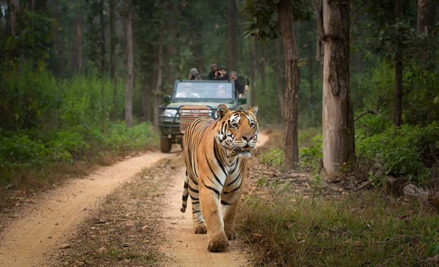 going-wild-in-india