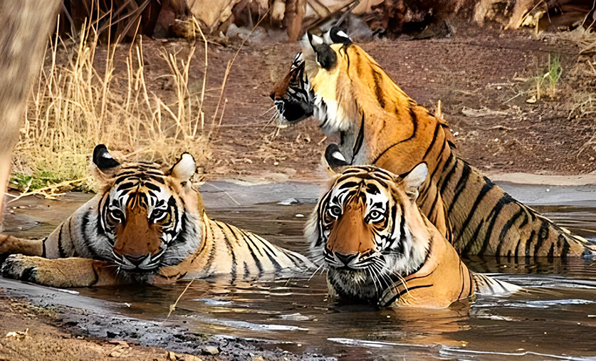 there-s-more-to-ranthambore-than-tiger-spotting-safaris
