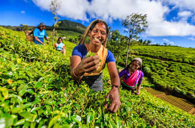 tea-country
