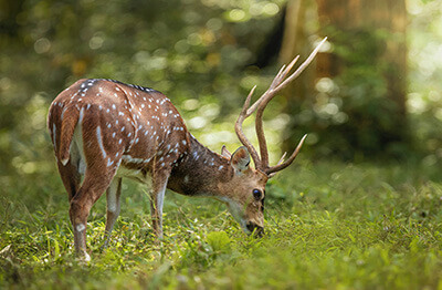 thekkady