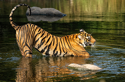 wildlife