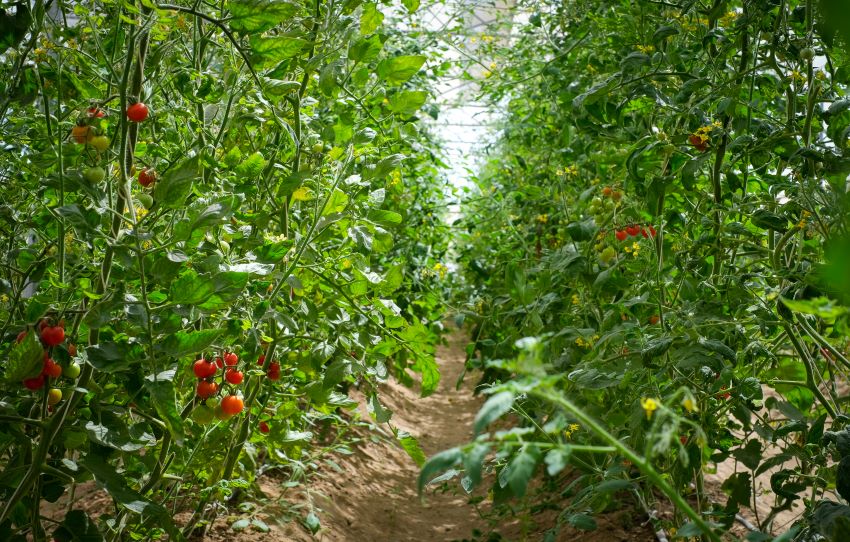 jodhpur-farm-tour