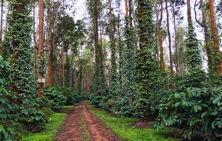 coffee-chronicles-by-cycle-coorg