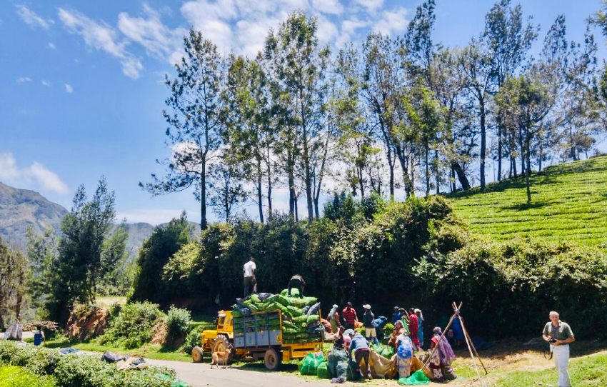 day-with-tea-pickers