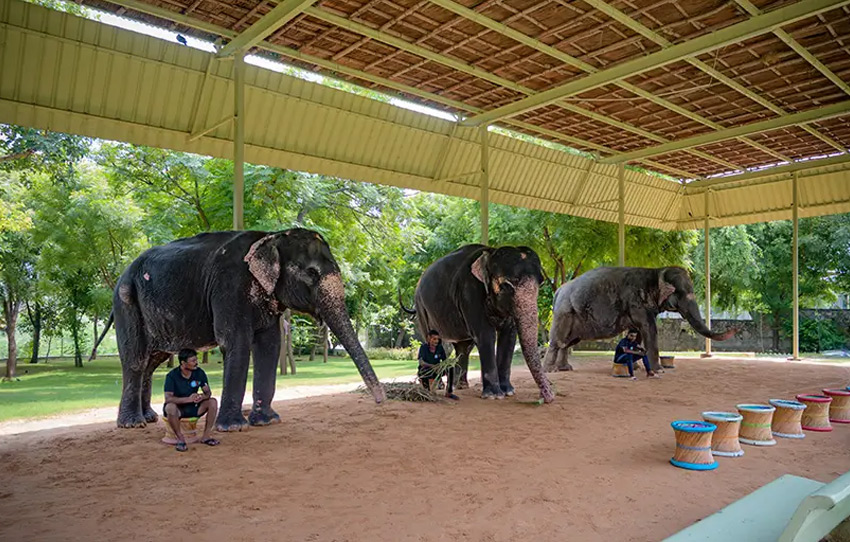 elefantastic-elephant-farm-experience