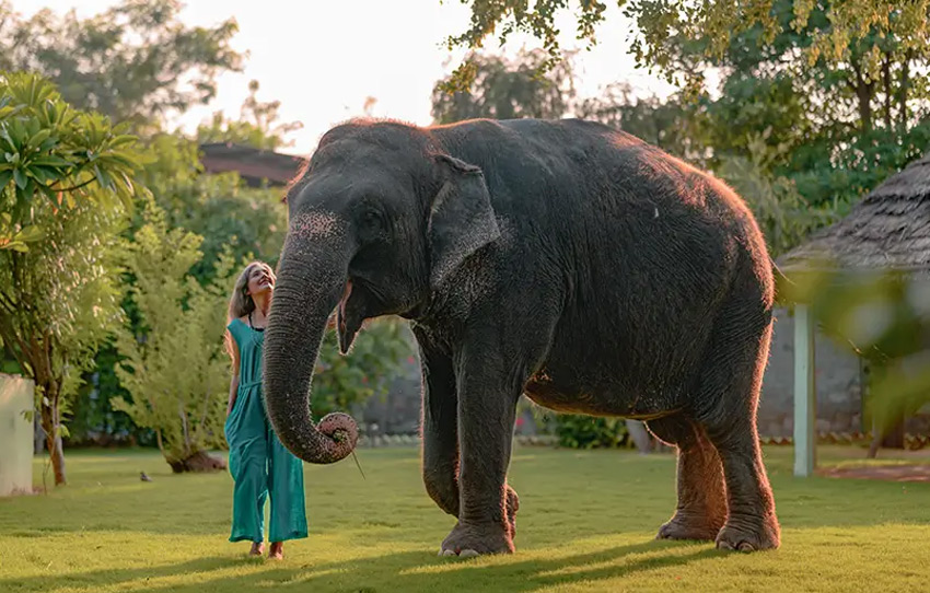 elefantastic-elephant-farm-experience