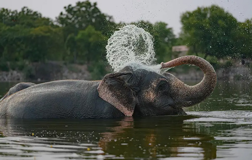 elefantastic-elephant-farm-experience