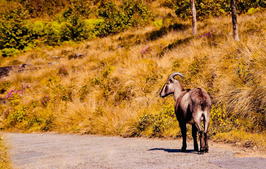 eravikulam-national-park