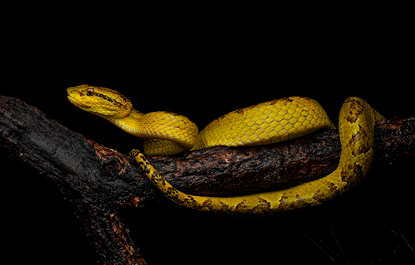HerpingMunnar01.jpg