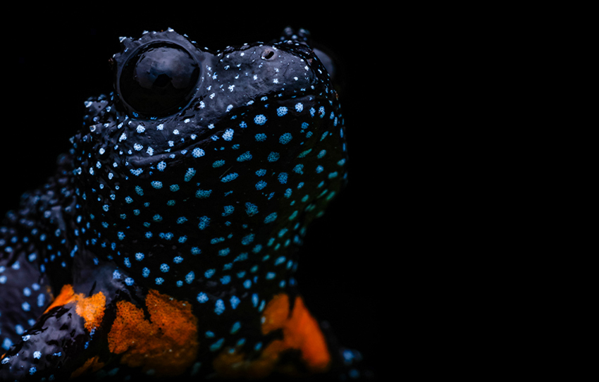 secrets-of-the-forest-munnar-herping-tour
