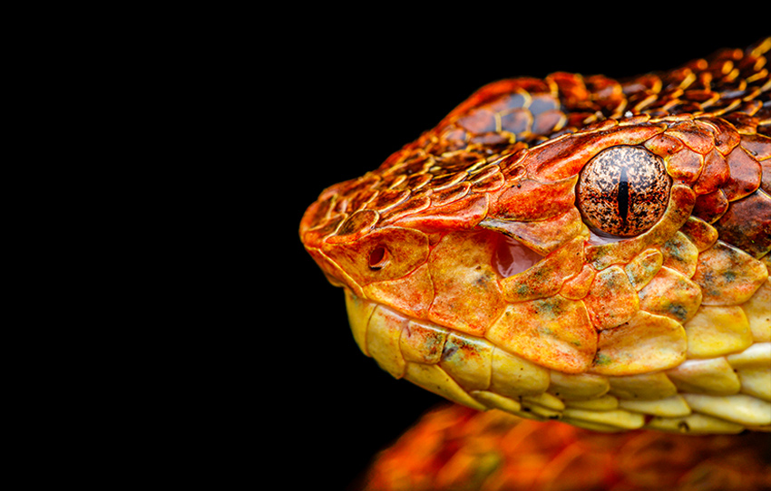 secrets-of-the-forest-munnar-herping-tour