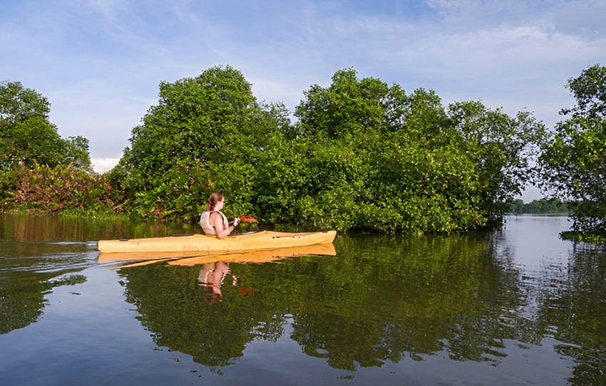mangrove-kayaking-at-kochi