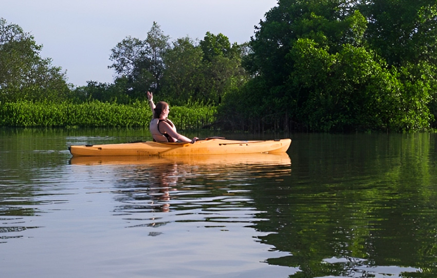 mangrove-kayaking-at-kochi