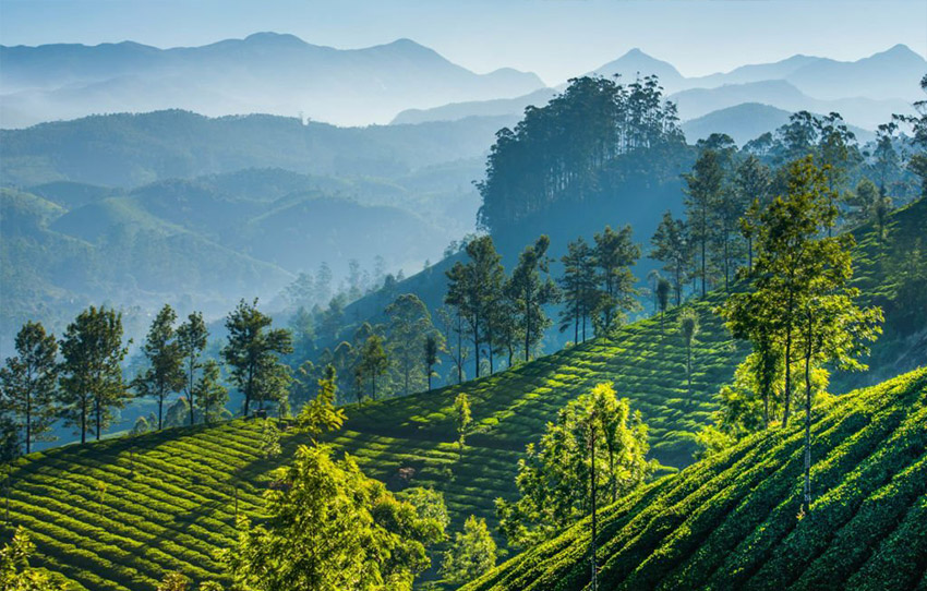 kolukkumalai-tea-trail-and-tea-factory-1935-visit