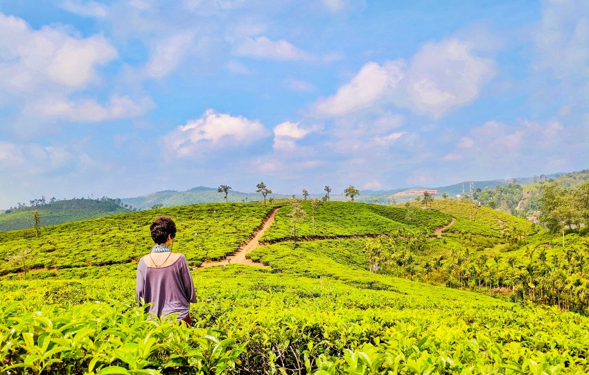 Lockhart-tea-trail-munnar.jpg