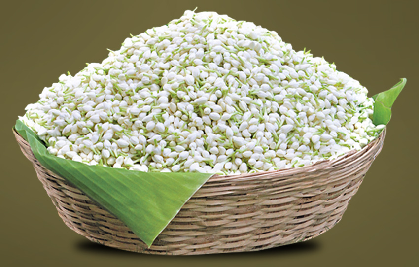 madurai-malli-jasmine-trail