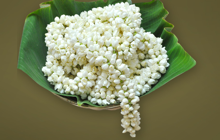 madurai-malli-jasmine-trail