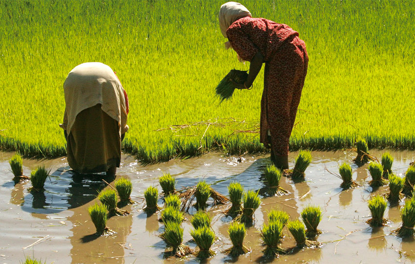 peace-on-the-kabini-wayanad