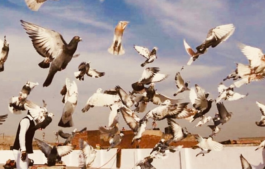 pigeon-flying