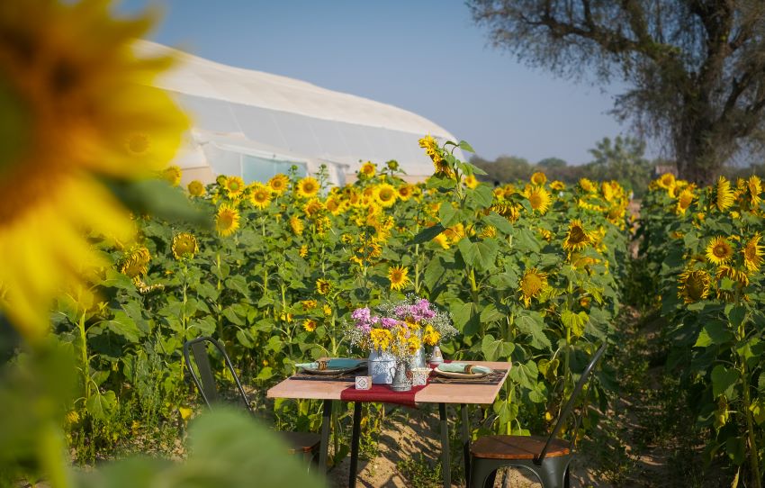 Private-Dining-Sunflower-alphonso-stories.jpg