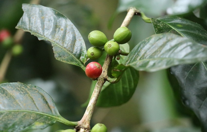 the-robusta-and-arabica-ride