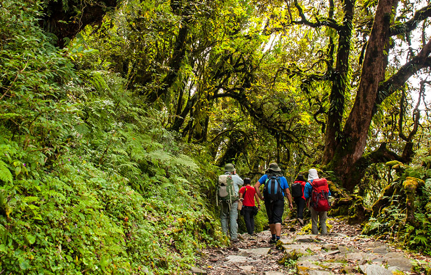 trails-of-tea-mountains-walk-in-wayanad