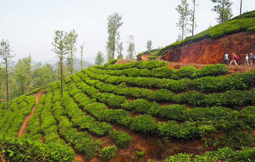 trails-of-tea-mountains-walk-in-wayanad