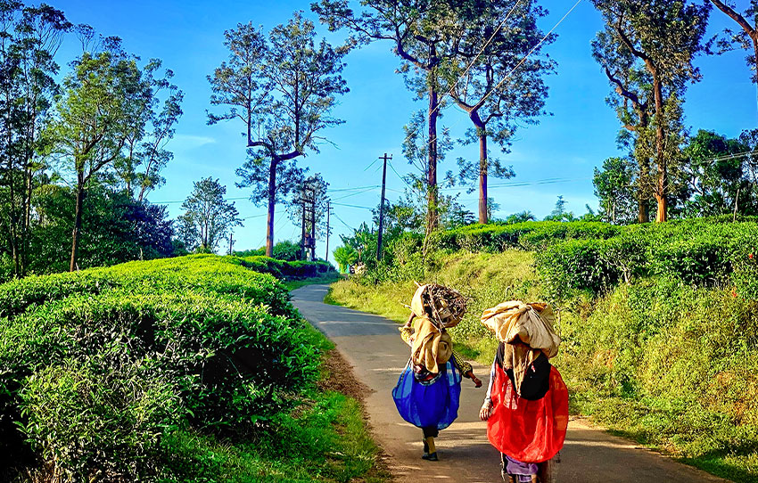 trails-of-tea-mountains-walk-in-wayanad