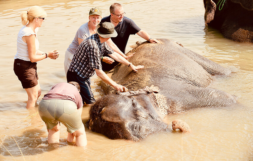 a-day-with-elephants