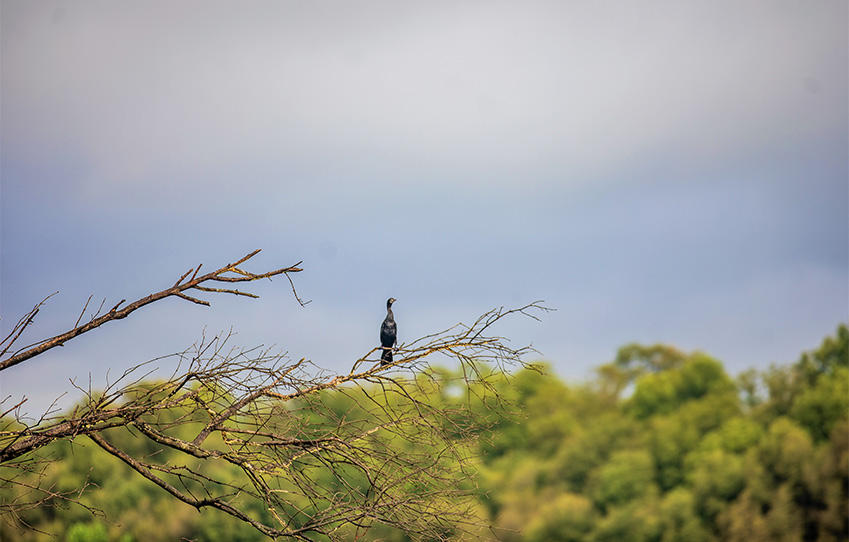 a-nature-trail-at-chorao