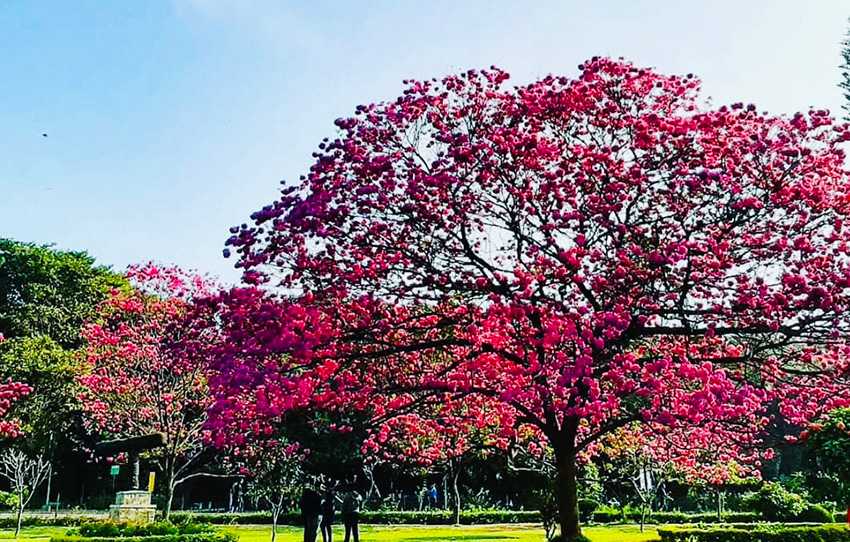 a-victorian-trail-in-bengaluru