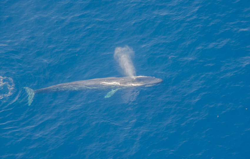 aerial-whale-watching