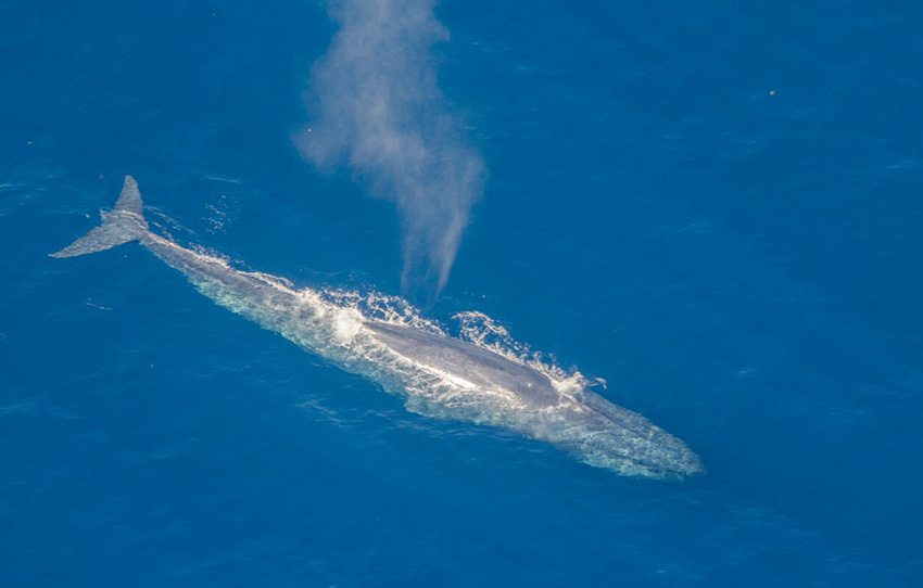 aerial-whale-watching