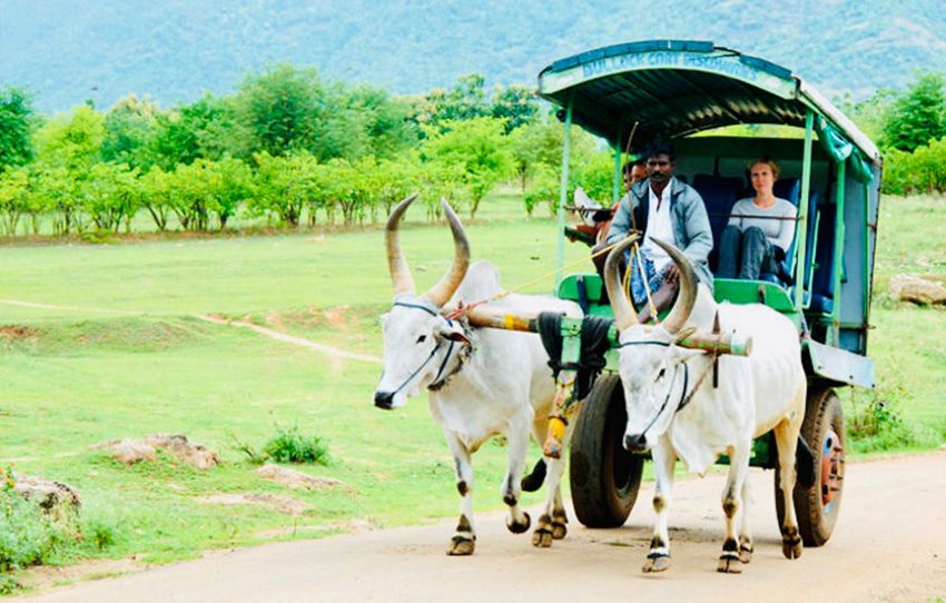 bullock-cart-ride-1-AlphonSo-Stories.jpg