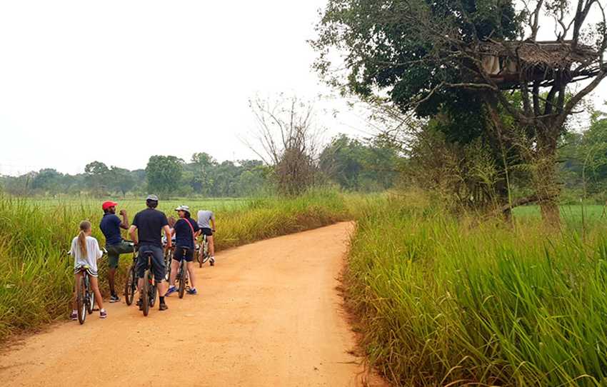 cycle-to-sigiriya-rock-fortress-through-rural-villages-accompanied-by-a-local