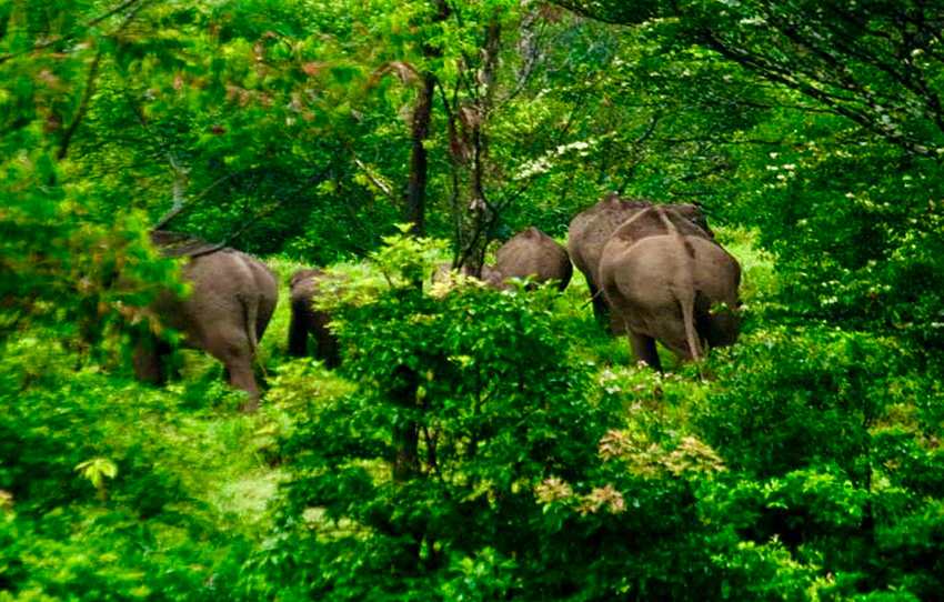 gavi-jeep-ride-inside-periyar-tiger-reserve