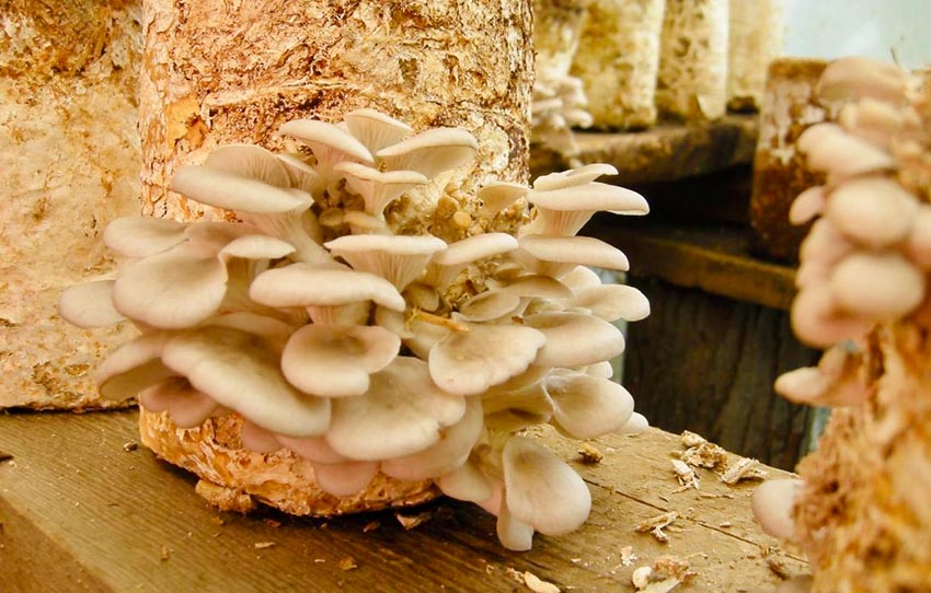 guided-mushroom-foraging