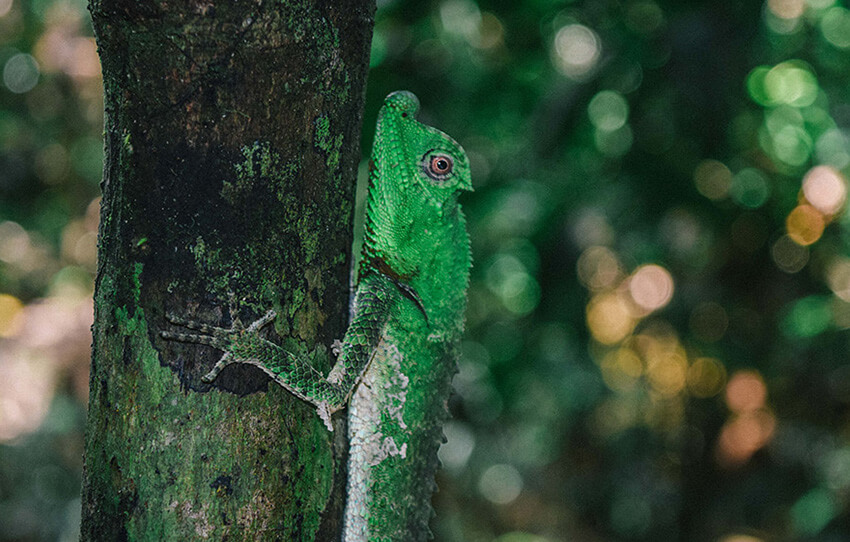 kanneliya-rainforest