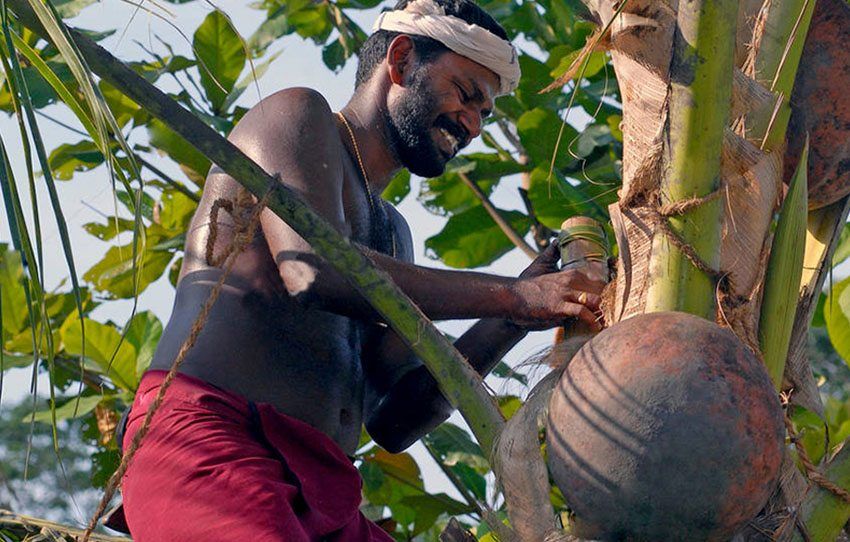 kithul-treacle-and-toddy-production-in-kanneliya-village-walk