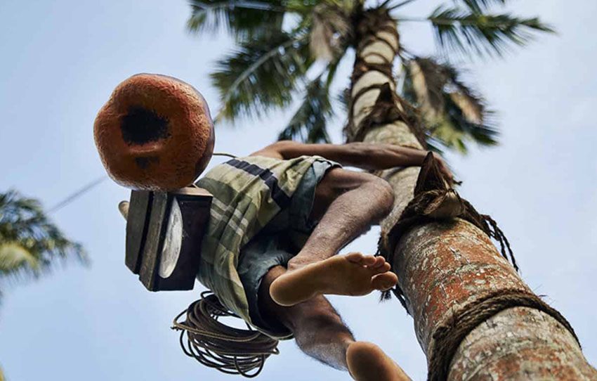 kithul-treacle-and-toddy-production-in-kanneliya-village-walk