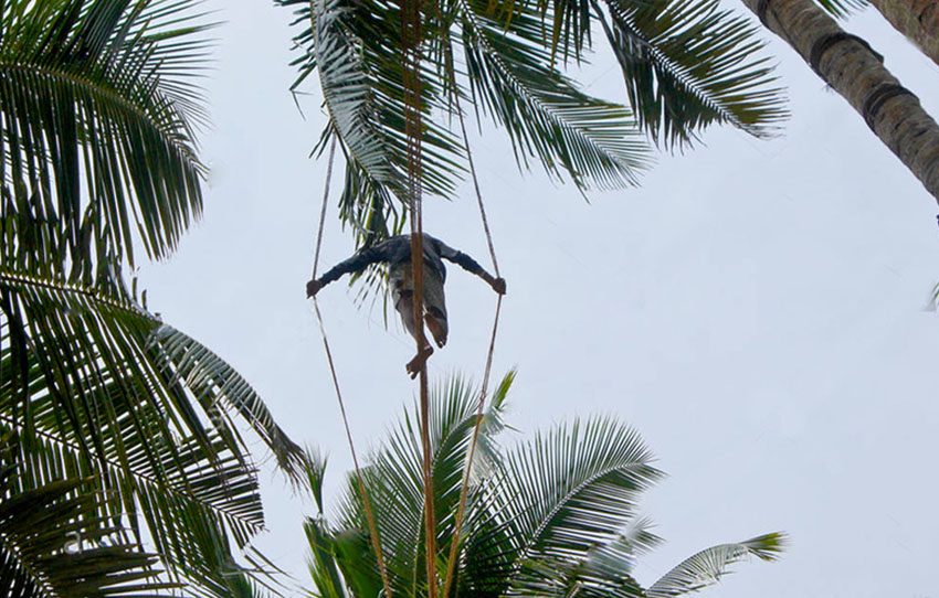 kithul-treacle-and-toddy-production-in-kanneliya-village-walk