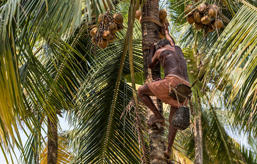 kithul-treacle-and-toddy-production-in-kanneliya-village-walk