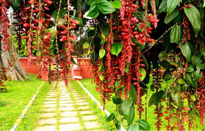 lalbagh-walk