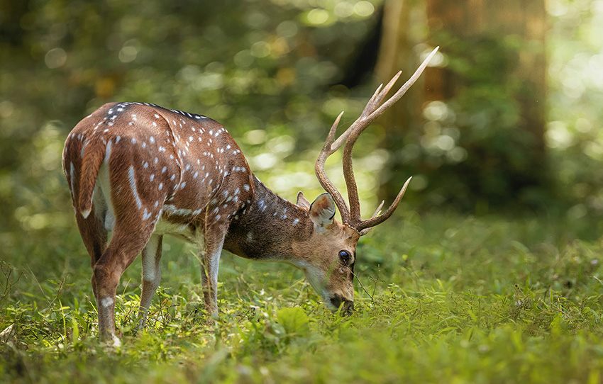 nature-walk