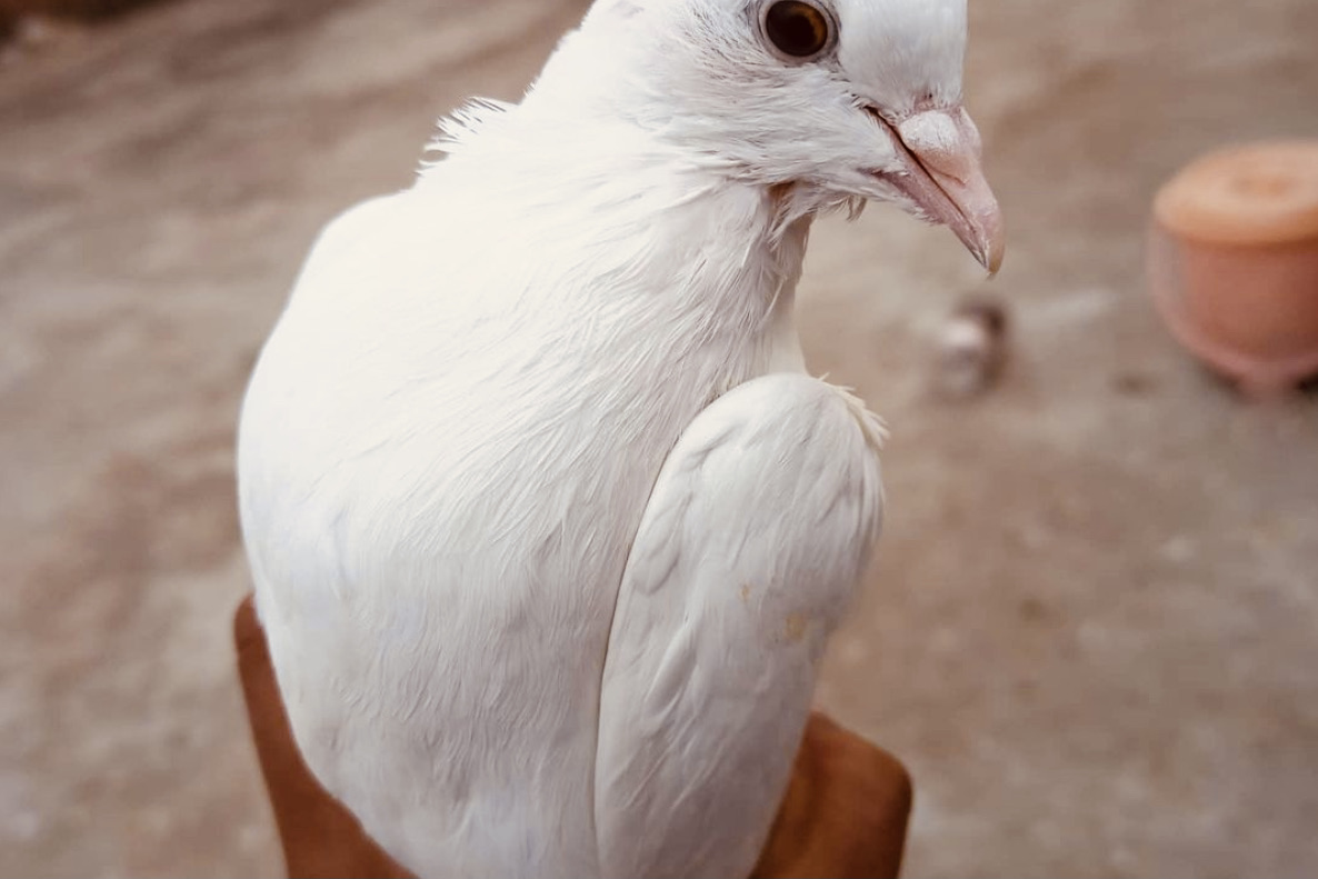 pigeon-flying